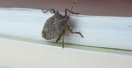 SAD JE NAJEZDA SMRDIBUBA, EVO KAKO DA ZAŠTITE KUĆU: Uraditi ovo i neće se približiti vašem domu