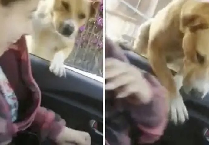 Par pomazio psa, on odmah skočio u auto: Pogledajte njihovu reakciju (VIDEO)