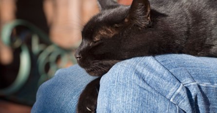 Mačke hoće da spavaju baš u vašem krilu: Evo šta vam tako poručuju