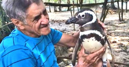 Svake godine pingvin pređe hiljade kilometara da vidi čovjeka koji ga je spasio! (VIDEO)