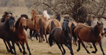 Ovaj video će vam uljepšati dan: Divlji konji Bosne i Hercegovine