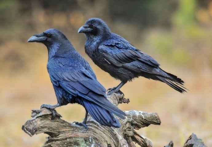 ČAROBNI I NESHVAĆENI SVIJET PTICA: Otkriveno, vrane imaju još jednu sposobnost za koju se mislilo da mogu samo ljudi