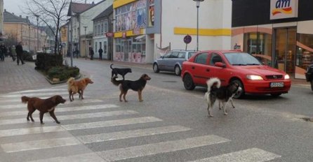 Šta se događa u Hercegovini: Psi koji nisu bili pod nadzorom vlasnika povrijedili tri osobe