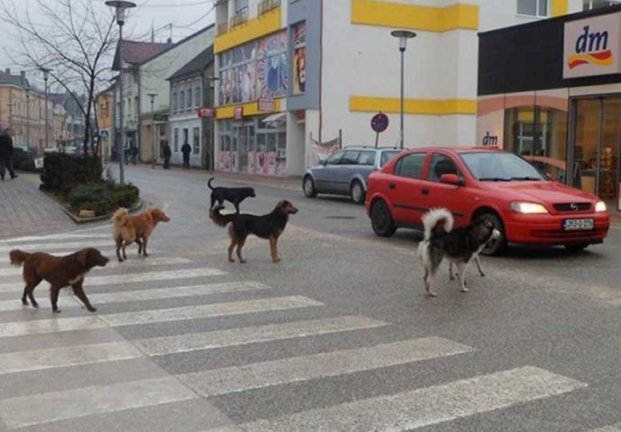 Šta se događa u Hercegovini: Psi koji nisu bili pod nadzorom vlasnika povrijedili tri osobe