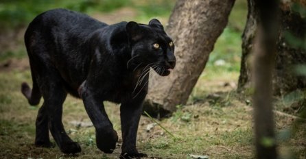 VELIKA POTRAGA ZA CRNOM PANTEROM NA GRANICI SRBIJE I HRVATSKE: "Predator je izrazito opasan" (VIDEO)