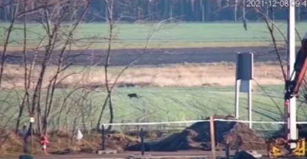 Apatin: Tvrdi da je vidio crnog pantera na njivi: "Išao je gracioznim hodom"