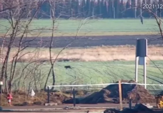 Apatin: Tvrdi da je vidio crnog pantera na njivi: "Išao je gracioznim hodom"