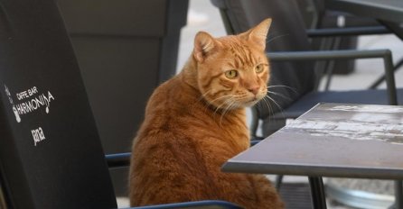 KAFA SA MAČKOM: Šibenski mačak Krešo svako jutro dočekuje prve goste u kafiću