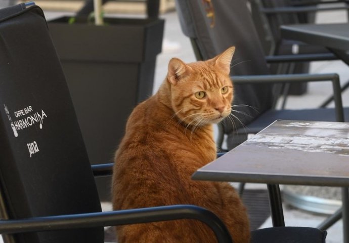 KAFA SA MAČKOM: Šibenski mačak Krešo svako jutro dočekuje prve goste u kafiću