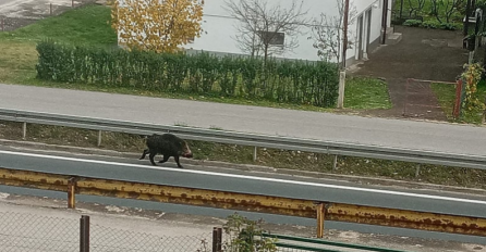 Divlja svinja zalutala u Maglaj: Napadala žene i djecu, ubili je policajci