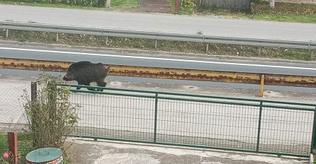 DRAMA U MAGLAJU: Divlja svinja upala na magistralu, udarala u auta pa napala djecu i žene