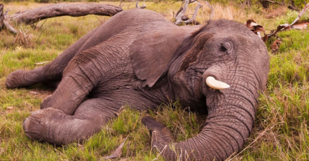Slonovi se dokopali žestice, napili se kao letve i pozaspali u selu: "Ne možemo ih probuditi!"