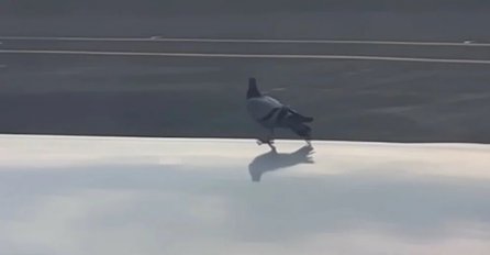 VIDEO NASMIJAO MILIJUNE: Goluba iznenadio brzi avion, posljedice izazvale lavinu komentara
