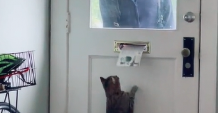 "OVO NAM JE NAJBOLJI DIO POSLA": Djevojka pokazala šta radi njen mačak svakog jutra kad dođe poštar i oduševila mreže