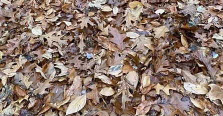 AKO UOČITE ŽABU ZA 30 SEKUNDI VI STE GENIJE: Glava će vas zaboljeti OVE SKRIVALICE (FOTO)