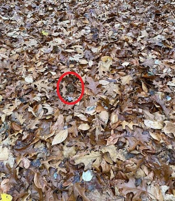 1289423-zabaskrivalica2830x0-ff