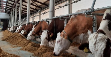 Mato Janjić se vratio iz Austrije i pokrenuo uzgoj mliječnih goveda