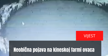 Neobična pojava na kineskoj farmi ovaca, nitko ne može objasniti zašto ovo rade već 12 dana