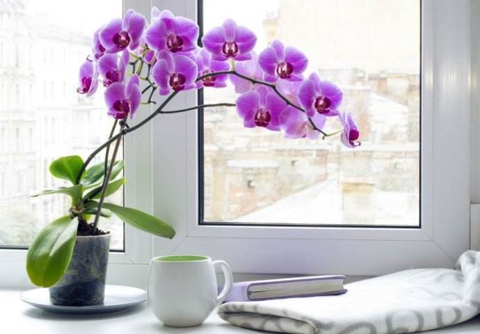 PRIPREMITE IH ZA ZIMU: Pet ključnih savjeta uz koje će orhideje preživjeti hladne mjesece