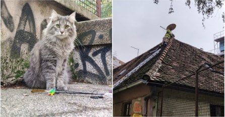 Uplašeni mačak Aleks proveo je noć na krovu: Zahvaljujući požrtvovnosti  vatrogasaca "Aleks se vrati kući."