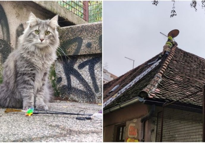 Uplašeni mačak Aleks proveo je noć na krovu: Zahvaljujući požrtvovnosti  vatrogasaca "Aleks se vrati kući."