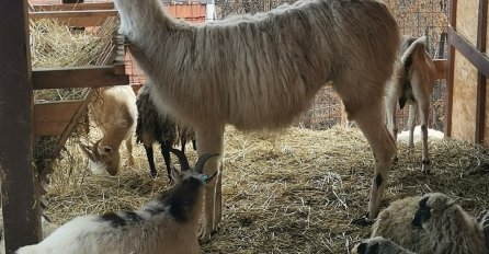 Farma na kojoj tele i srna, ali i ovan i lama zajedno spavaju