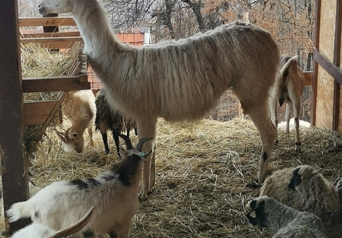 Farma na kojoj tele i srna, ali i ovan i lama zajedno spavaju