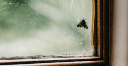 Spasite se dosadnih moljaca: Prave veliku štetu u ormarima i kuhinji, a evo kako da ih zauvijek otjerate iz kuće