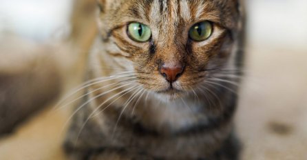 10 ZANIMLJIVOSTI O MAČKAMA KOJE NISTE ZNALI: Mačke nas zapravo uče šta one žele da mi radimo