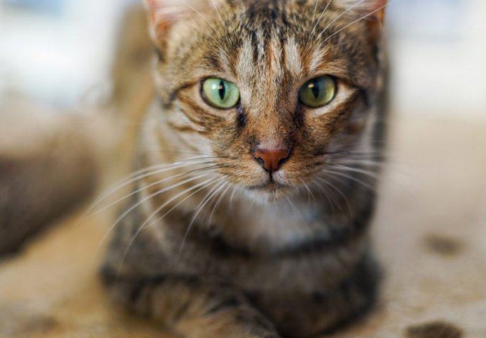 10 ZANIMLJIVOSTI O MAČKAMA KOJE NISTE ZNALI: Mačke nas zapravo uče šta one žele da mi radimo