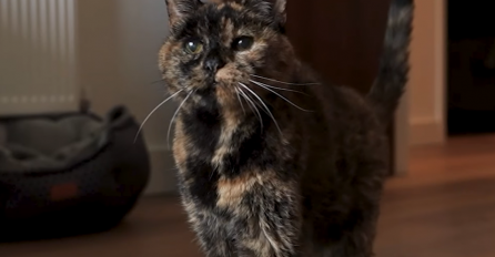 Oboren novi svjetski rekord: Ovo je najstarija živuća mačka na svijetu