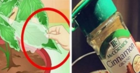 TAJNI TRIK VRTLARA, MORATE GA ZNATI: Dodajte samo 1 kašiku na stabljiku vaše biljke i gledajte šta se događa!