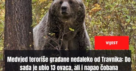 Medvjed teroriše građane nedaleko od Travnika: Do sada je ubio 13 ovaca, ali i napao čobana