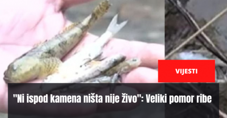"Ni ispod kamena ništa nije živo": Veliki pomor ribe u 2 bh. rijeke, niko još ne zna šta je uzrok