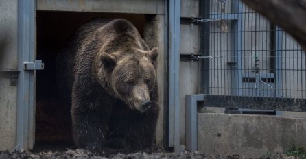 "Najtužniji medvjed" Marko pušten na slobodu nakon više od 20 godina zatočeništva