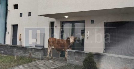 ČIJE TELE LUTA SARAJEVSKIM NASELJEM ŠIP: Snimili ga, 'šetalo' oko zgrada