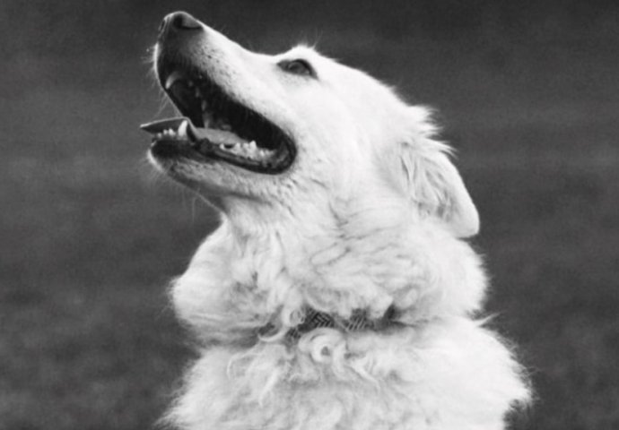 Tužna priča iz Hrvatske: Pas Zen uginuo zbog petardi