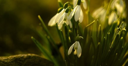 SRETNO NAM NOVO PROLJEĆE: Visibabe u Decembru, Mrkonjićani u čudu (FOTO)