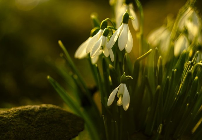 SRETNO NAM NOVO PROLJEĆE: Visibabe u Decembru, Mrkonjićani u čudu (FOTO)