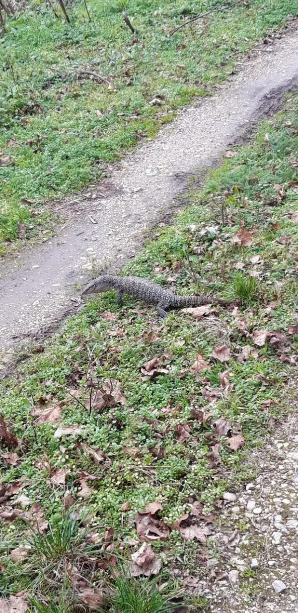 varan-zmaj-vg