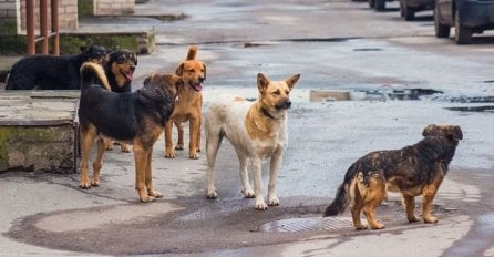 UHAPŠENA ŽENA ČIJI PSI SU USMRTILI VLADANA: Bili dresirani da nasrću na ljude