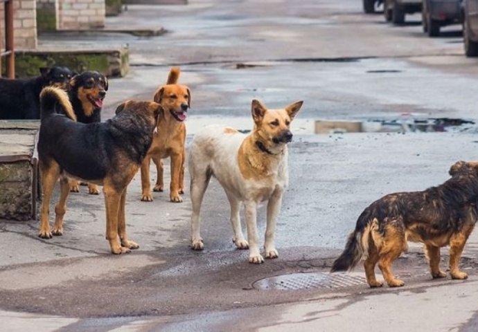 UHAPŠENA ŽENA ČIJI PSI SU USMRTILI VLADANA: Bili dresirani da nasrću na ljude