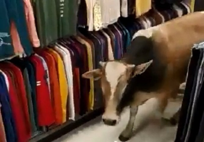 Krava zalutala u butik (VIDEO)