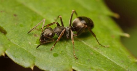 Otkriveno da mravi mogu nanjušiti rak u mokraći: "Možemo ih koristiti u medicini"