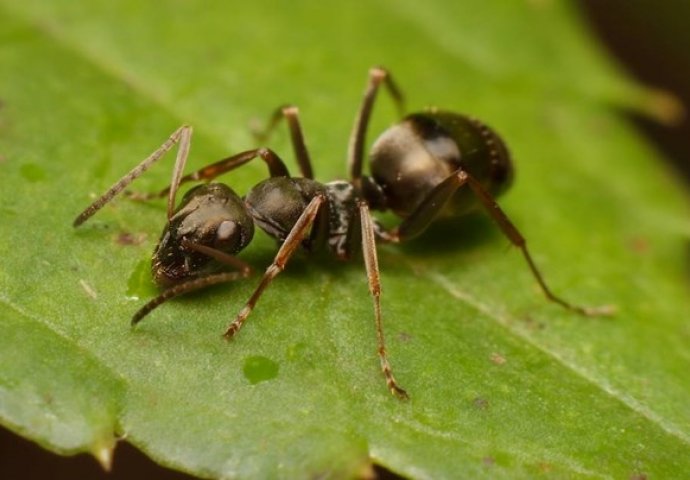 Otkriveno da mravi mogu nanjušiti rak u mokraći: "Možemo ih koristiti u medicini"