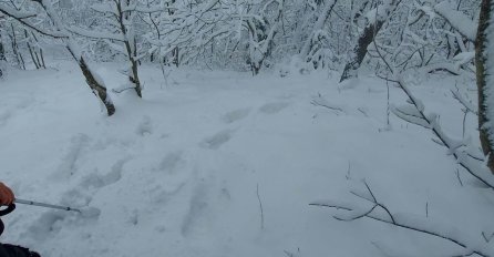 Medvjedi se probudili, traže hranu u blizini sela