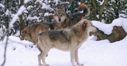 Čopor vukova upao u tor i udavio 45 ovaca i janjaca: ‘OVAKVIH POKOLJA OVDJE DO SADA NIJE BILO‘