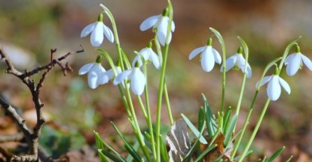Evo kada ove godine "udara" prvo džemre