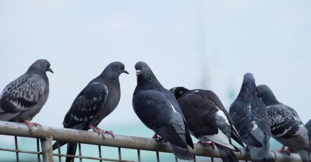 Najjednostavniji trik da otjerate golubova iz svog doma