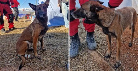 Bravo Tora! U Turskoj spasila djevojčicu iz ruševina. U AKCIJI SI JE POVRIJEDILA ŠAPU.